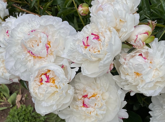 Magníficos capullos de inusuales flores de peonía blanca de cerca. Arbusto fresco de peonías.