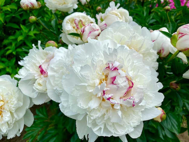 Magníficos capullos de inusuales flores de peonía blanca de cerca