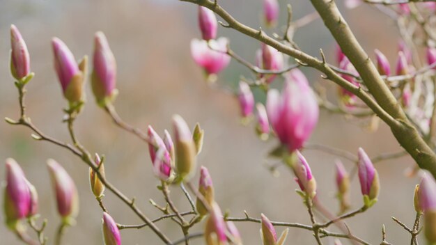 Magnolia árboles en el jardín botánico árbol en flor creciendo en un jardín de cerca