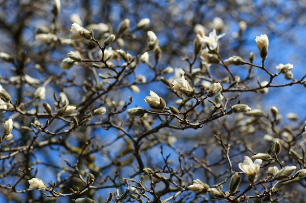 magnolia blanca florece en la primavera en el jardín