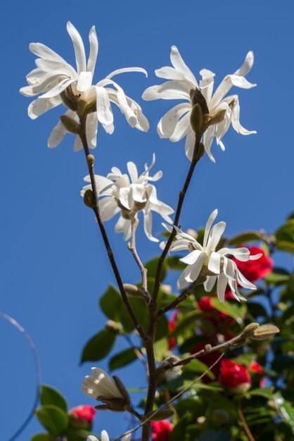 Magnolia blanca floreciendo bajo el sol primaveral