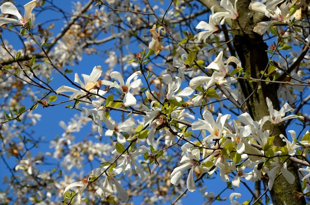 Magnolia blanca floreciente contra el cielo azul