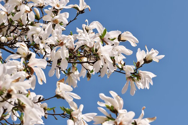 Magnolia blanca flores closeup