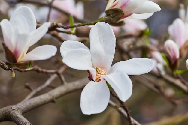 Magnolia blanca grande