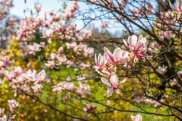 Magnolia blühte gegen den Himmel schöne Blumen rosa Blumen Magnolia Hintergrund Der Beginn des Frühlings