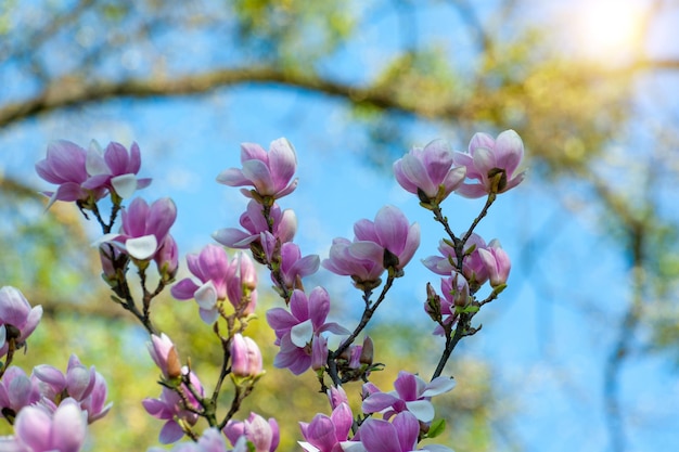 Magnolia Blumen Hintergrund Schöne Naturszene mit blühendem Baum und Sonne Sonniger Tag mit Frühlingsblumen