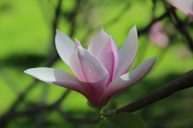 Magnolia Blumenblüte Der Frühling erwacht Magnolia blüht im Frühjahr Bluering Hintergrund