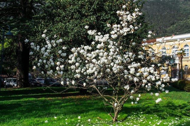 Magnólia branca florescendo no parque da cidade