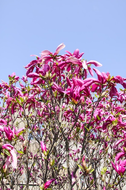 Magnólia em flor na primavera