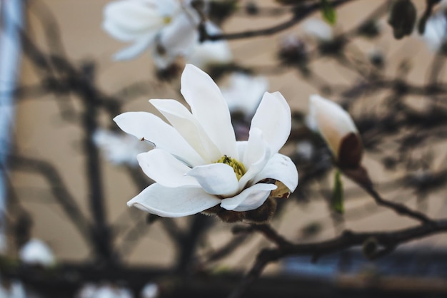 Magnolia es de color blanco Flor de primavera