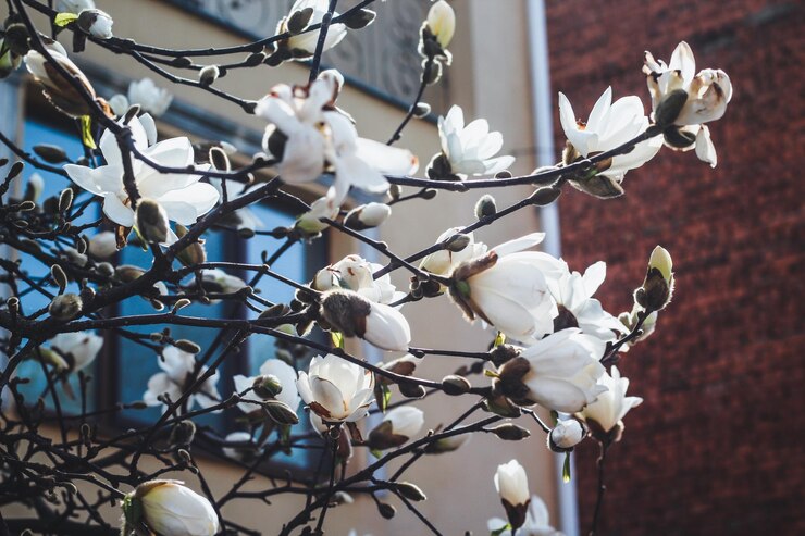 Magnolia es de color blanco Flor de primavera