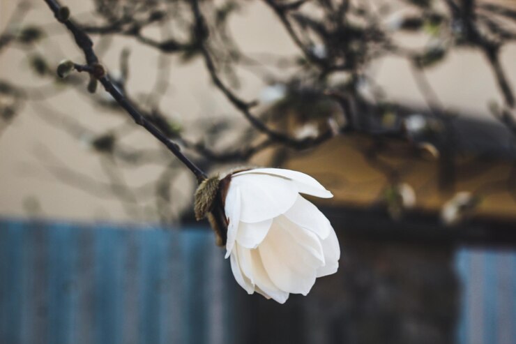 Magnolia es de color blanco Flor de primavera