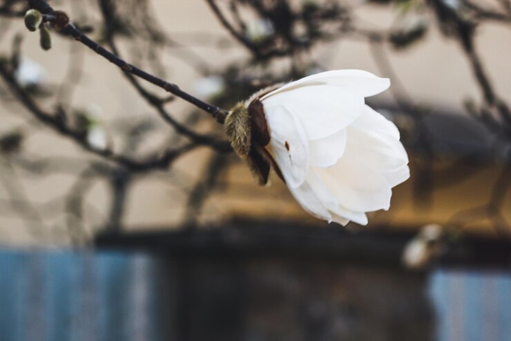 Magnolia es de color blanco Flor de primavera