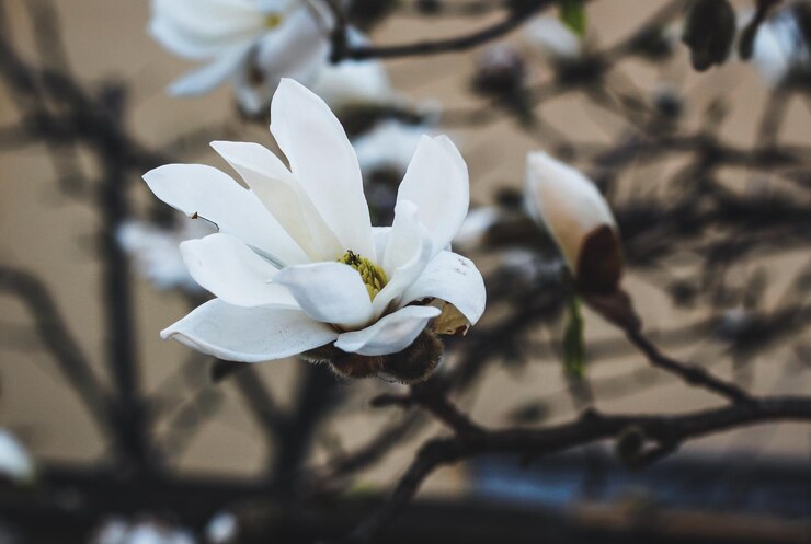 Magnolia es de color blanco Flor de primavera