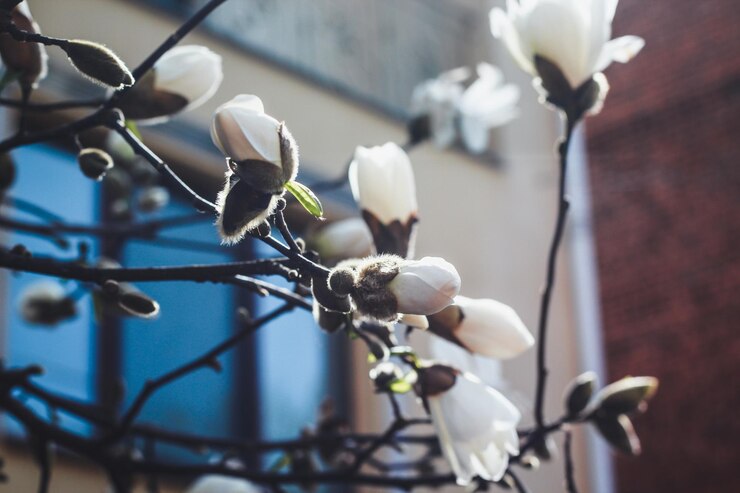 Magnolia es de color blanco Flor de primavera
