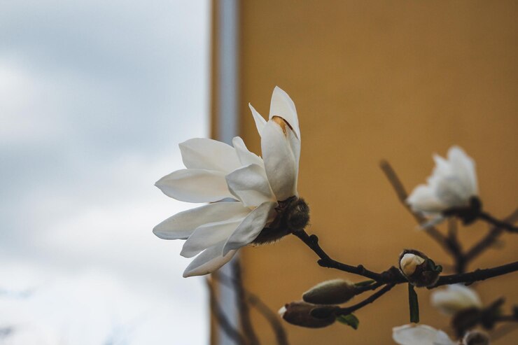 Magnolia es de color blanco Flor de primavera