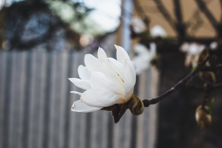 Magnolia es de color blanco Flor de primavera