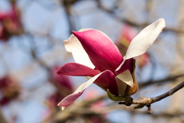 Magnolia flor blanca árbol flores cerrar rama