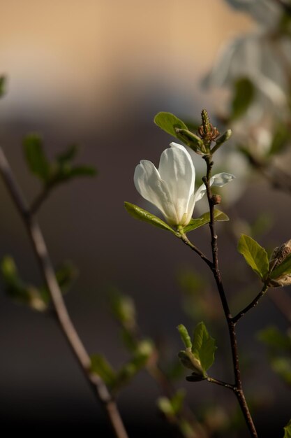 Magnolia flor blanca primer plano sobre un fondo borroso