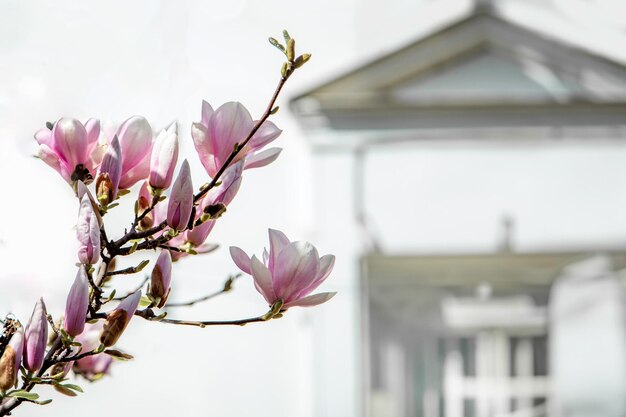 Foto magnolia en flor en el fondo de la catedral de la asunción en járkov