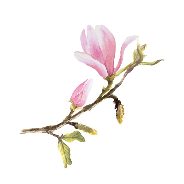 Magnolia flor rosa Aquarela desenhada à mão Ilustração isolada em fundo branco