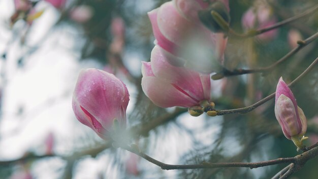 Foto la magnolia florece las flores de la magnolia rosadas las flores de las magnolia florecen las hermosas flores de magnolia