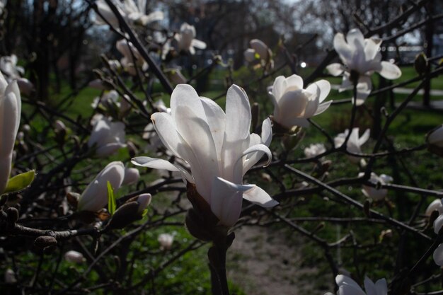 Magnolia florece en el parque de la ciudad en los rayos matutinos del sol primaveral