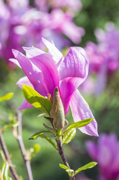 Magnolia florece en primavera