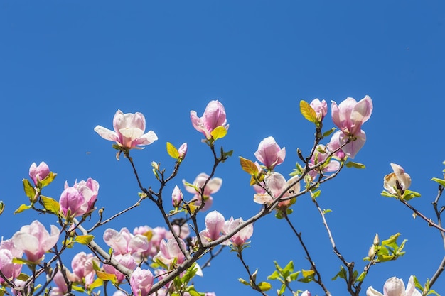 Magnolia florece en primavera