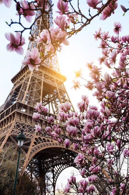 Foto magnolia floreciente contra el fondo de la torre eiffel