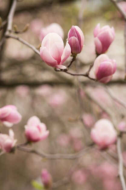 Magnolia floreciente con flores en forma de tulipán. Espacio para texto