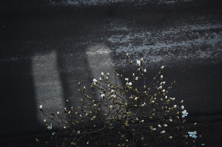 magnolia floreciente fondo oscuro