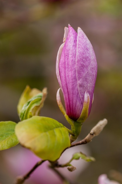 Magnolia floreciente macro en una rama del primer