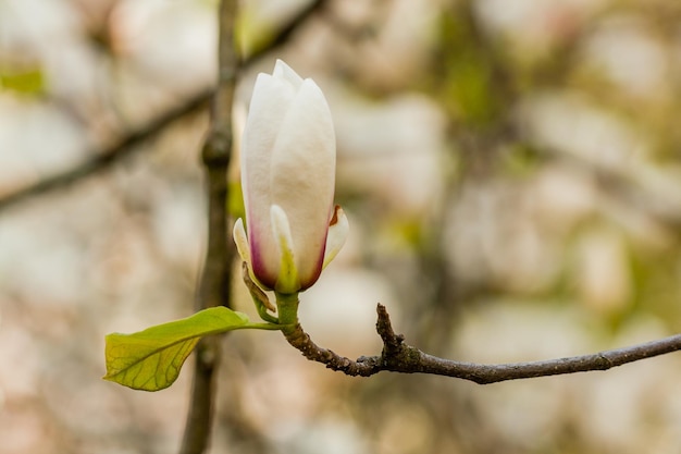 Magnolia floreciente macro en una rama del primer