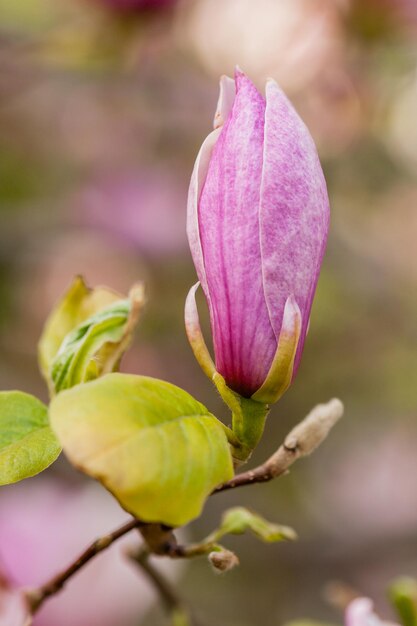 Magnolia floreciente macro en una rama del primer