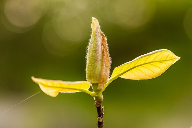 Magnolia floreciente macro en una rama