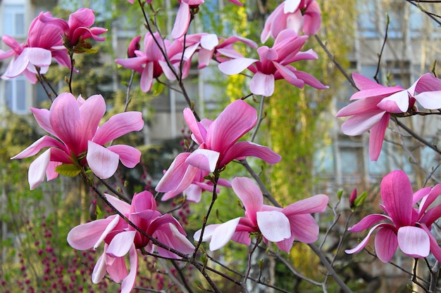 Magnolia floreciente en el parque