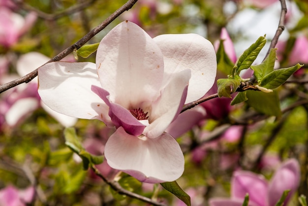 Magnolia floreciente de primavera de color blanco y rosa