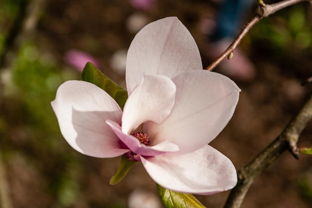 Magnolia floreciente de primavera de color blanco y rosa