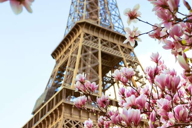 Magnolia floreciente con el telón de fondo de la Torre Eiffel