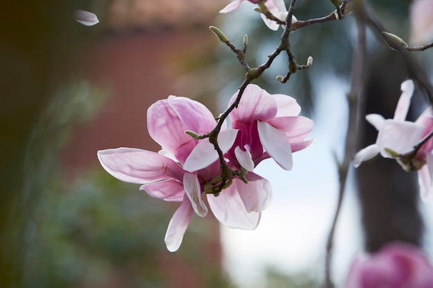 Foto magnolia flores de color púrpura. cerrar imagen. fondo borroso