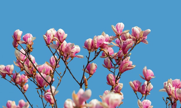 Magnolia flores en primavera