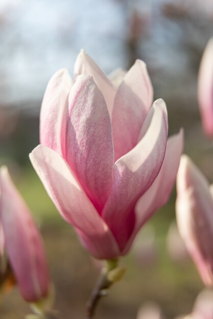 Magnolia flores en primavera