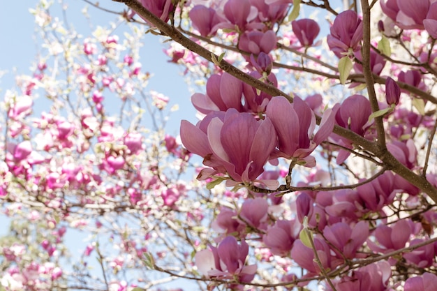 Magnólia floresce a árvore no fundo da flor