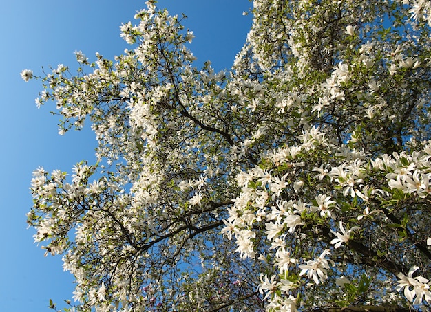 Magnolia kobus. árvore florescendo com flores brancas