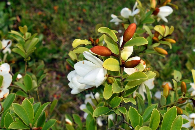 Magnolia laevifolia Summer Snowflake ist ein in China beheimateter Zierbaum