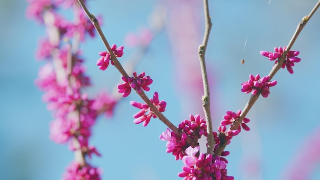 Magnolia liliiflora blühende Magnolia wunderschön farbenfrohe sanfte Blumen im Außenbereich Hintergrund