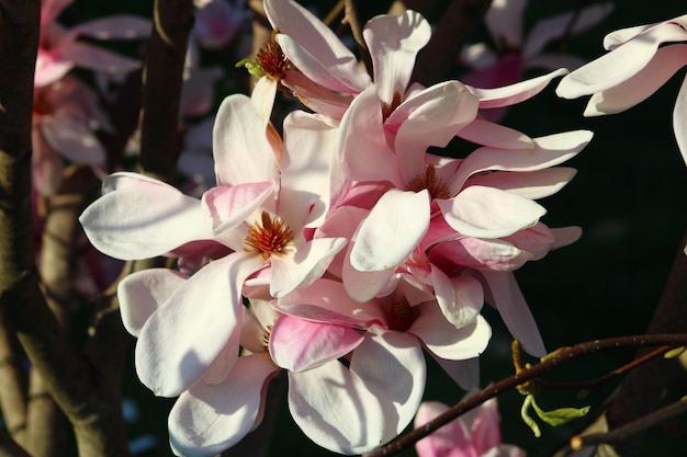 Magnolia liliiflora ist ein kleiner Baum, der im Südwesten Chinas und Japans beheimatet ist