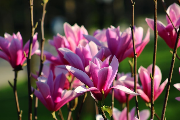 Magnolia liliiflora ist ein kleiner Baum, der im Südwesten Chinas und Japans beheimatet ist