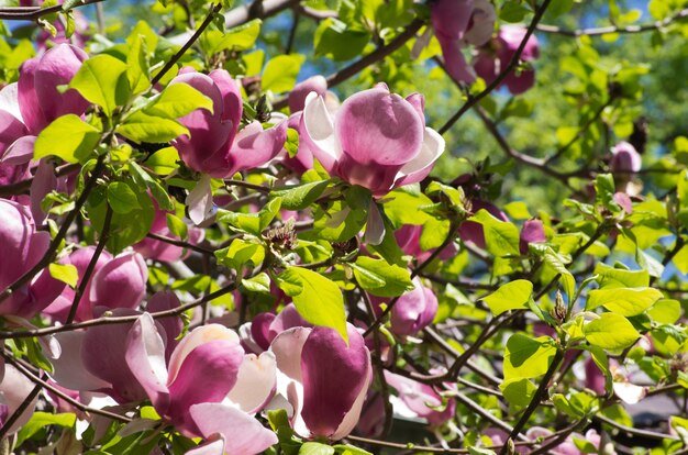 Magnólia na primavera